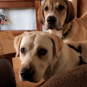 Meet your Posher, Tristin